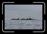 Dauphins 01